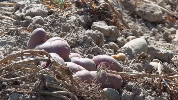 Geoogste aardappelen in het veld aardappelknollen die op het veld zijn gerijerd en voor verdere consumptie zijn geoogst - Video