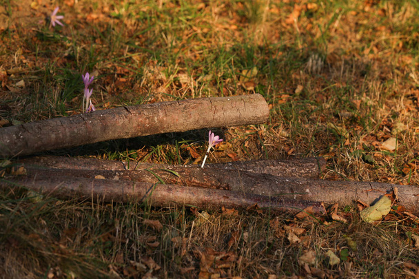 Autumn Crocus blooming autumn purple flower - Photo, Image