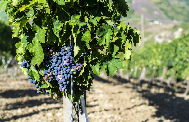 Valle de la vid, viñedos en hileras en la colina en Italia
. - Foto, Imagen