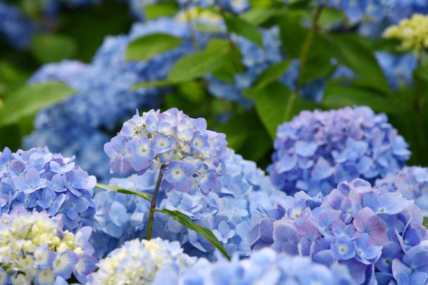 Beautiful blooming blue and purple Hydrangea or Hortensia flowers (Hydrangea macrophylla) under the sunlight on blur background in summer. Natural background.  - Photo, Image
