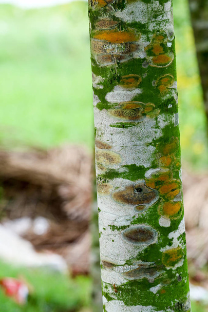 Sienikasvusairaudet puiden kuoressa Aiheuttavat puun kasvun
  - Valokuva, kuva