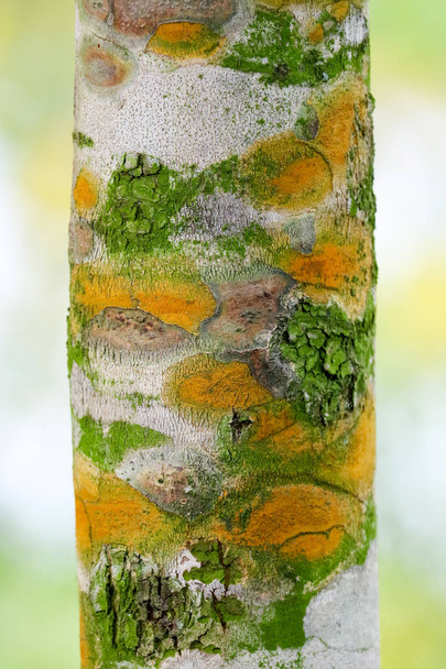 Doenças de plantas fúngicas na casca das árvores Causando a árvore para g
 - Foto, Imagem