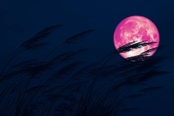 Super volle Ernte Mond am Nachthimmel zurück Grasblume in der fi - Foto, Bild