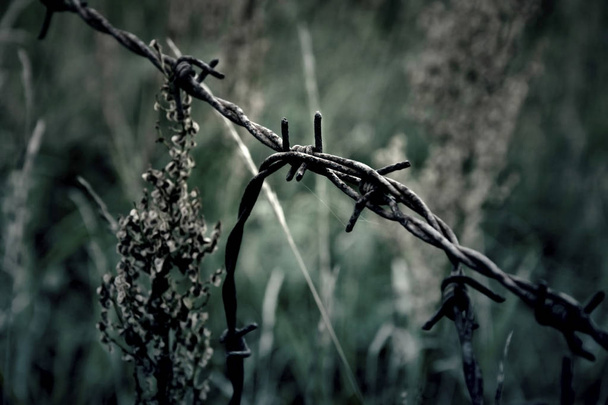 Barbed wire. - Photo, Image