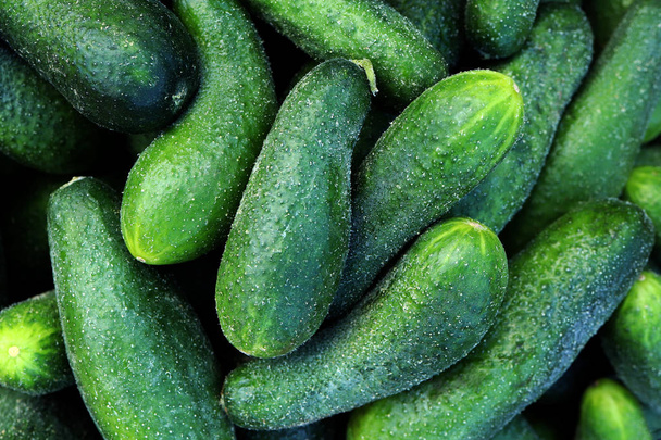 Cucumber filling texture. Cucumbers freshness background. - Foto, Bild