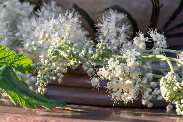 Свіжа квітуча лугова рослина на столі, крупним планом
 - Фото, зображення