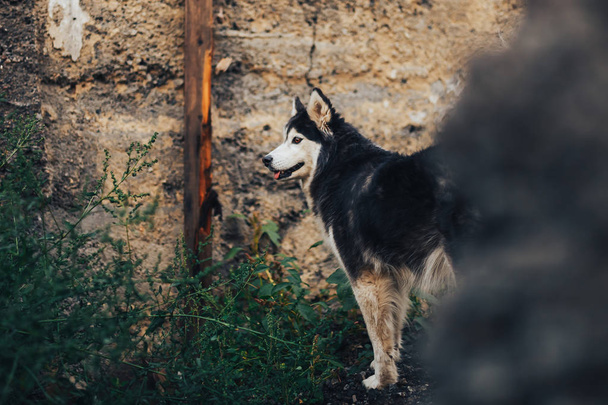 majestoso retrato de preto purebread husky cão de pé em casa velha
 - Foto, Imagem