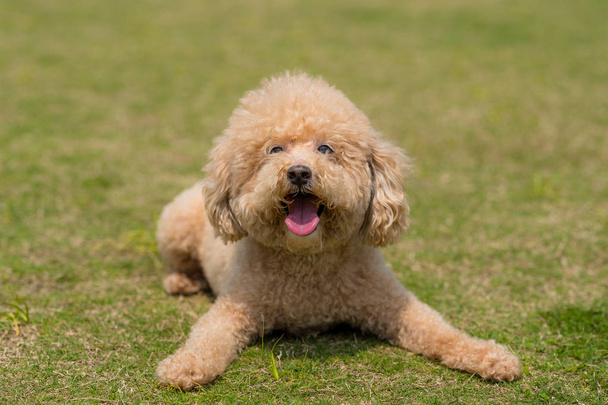 Dog poodle lying on the green lawn - Foto, afbeelding