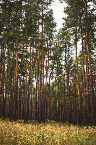 countryside landscape, pine forest - 写真・画像