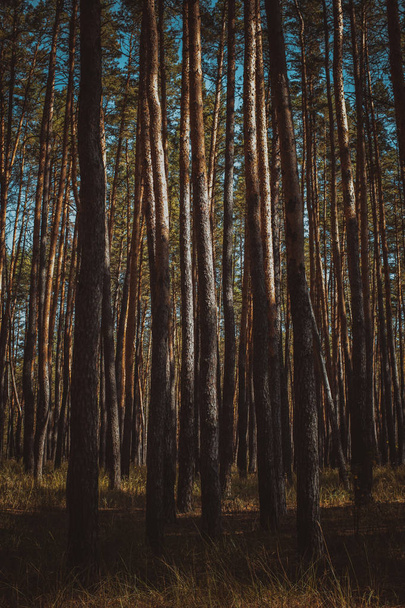 Сосновый лес в летний день - Фото, изображение