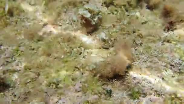 Vídeo de Mediterrâneo blenny fish em cena subaquática
 - Filmagem, Vídeo