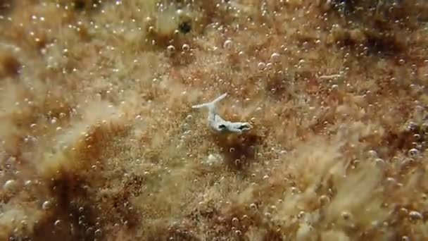 Witte zee slug (nuditak)-Elysia timida - Video