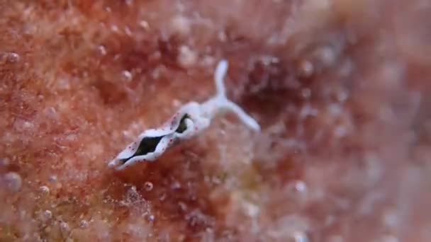 Biała morska Slug (nudibranch)-Elysia timida - Materiał filmowy, wideo