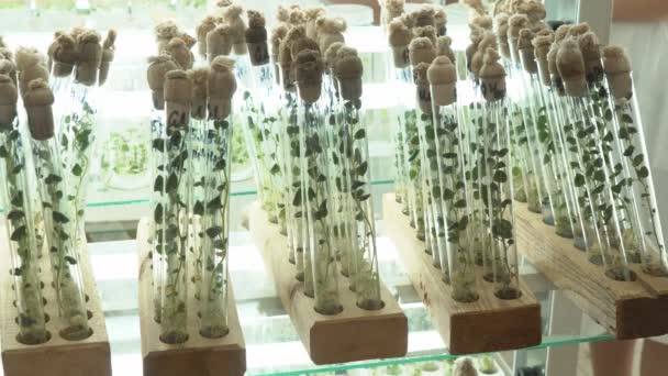 Laboratorio mikroklonaalisen lisääntymisen. Lisääntyminen bioteknologian tekniikoita perunoita. Agar ravinteiden väliaine
. - Materiaali, video