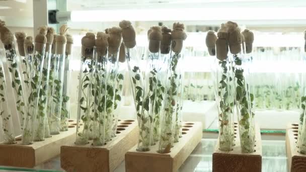 Laboratorium voor microclonal reproductie. Reproductie met behulp van biotechnologische technieken van aardappelen. Agar nutriënt medium. - Video