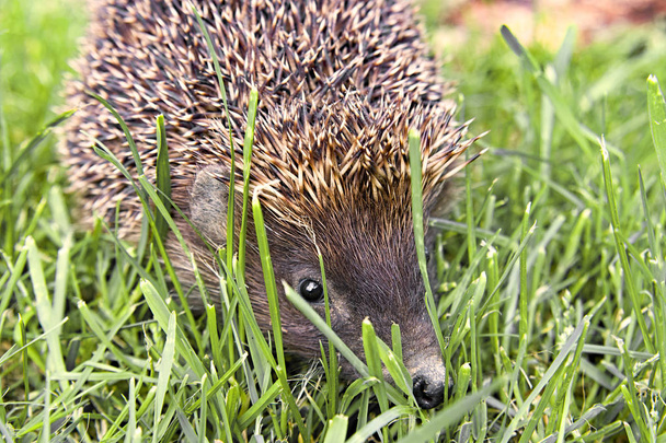 hedgehog - Photo, Image