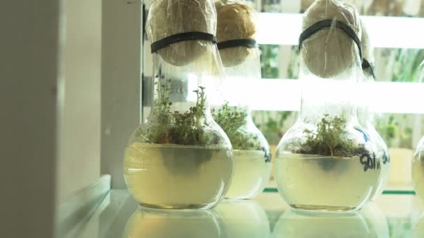 Laboratoire de reproduction microclonale. Reproduction utilisant des techniques biotechnologiques de pommes de terre. Milieu nutritif gélose
. - Séquence, vidéo