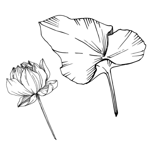 Vector Lotus floral botanical flower. Black and white engraved ink art. Isolated lotus illustration element. - ベクター画像