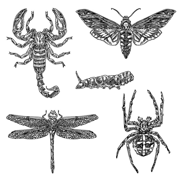 Set of insects. Scorpius, spider, caterpillar, dragonfly and butterfly dead head.  - Вектор,изображение