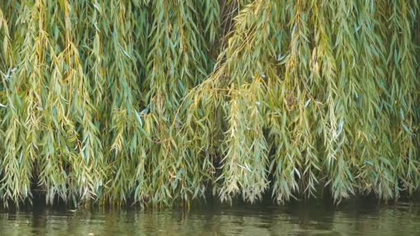 Listí z plačící vrby, Salix babylonica, u řeky bank - Záběry, video