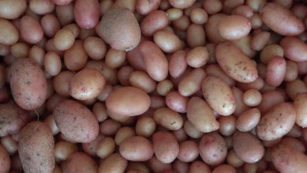 Pequeños tubérculos de patata cultivados en el laboratorio por el método de cría. Cultivando nuevas variedades de patata de élite
 - Metraje, vídeo
