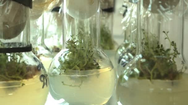 Labor für mikroklonale Reproduktion. Fortpflanzung mit biotechnologischen Methoden von Kartoffeln. Agar-Nährstoff. - Filmmaterial, Video