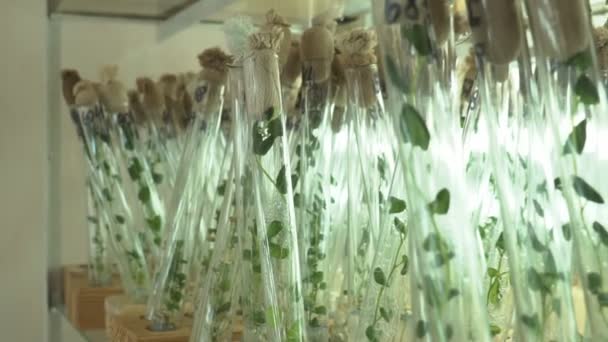 Laboratory of microclonal reproduction. Reproduction using biotechnological techniques of potatoes. Agar nutrient medium. - Footage, Video