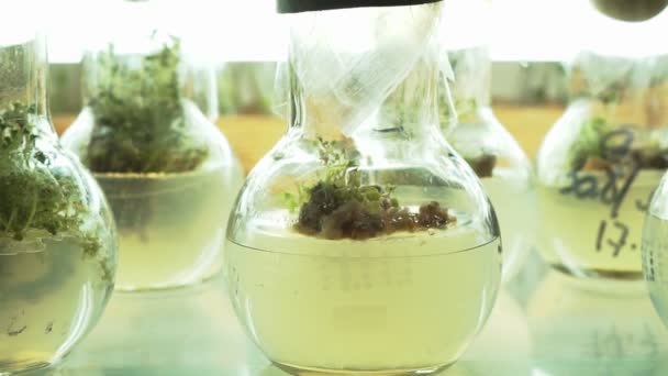 Labor für mikroklonale Reproduktion. Fortpflanzung mit biotechnologischen Methoden von Kartoffeln. Agar-Nährstoff. - Filmmaterial, Video
