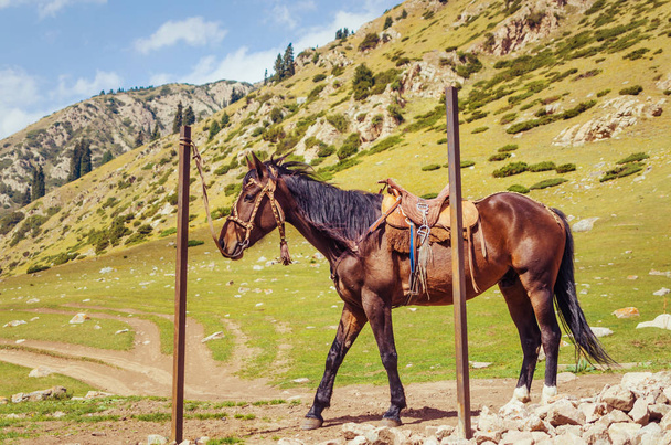 Dağ yolundaki direğe bağlanmış kahverengi bir at. - Fotoğraf, Görsel