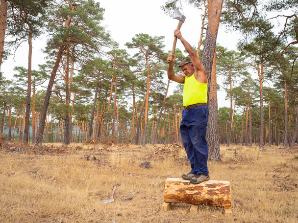 Bûcheron concentré avec une hache coupant un arbre. Dans la forêt
 - Photo, image