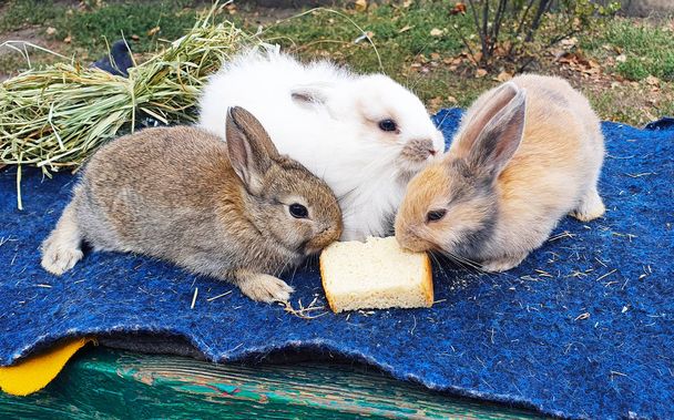 Trois lapins moelleux mignons mangent une tranche de pain assis sur
  - Photo, image