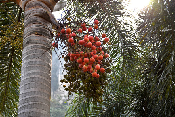 Persikkapalmu Malesiassa.
 - Valokuva, kuva