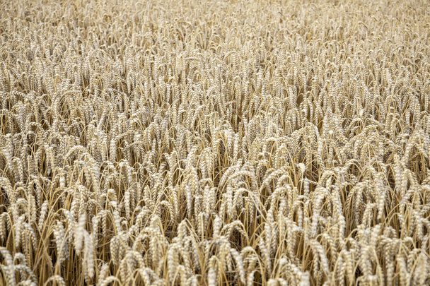 Wheat field. Golden wheat field. - Photo, Image