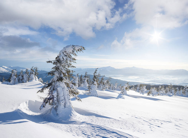 Pejzaż zimowy z mrozem pokryte drzewami - Zdjęcie, obraz