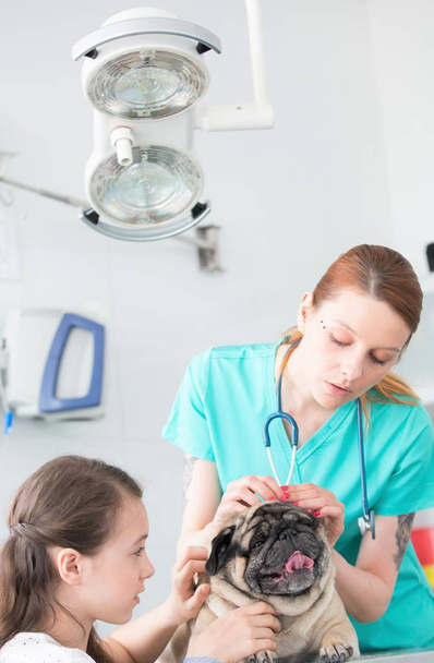 Veterinary doctor examining pug's hair at hospital - Photo, image