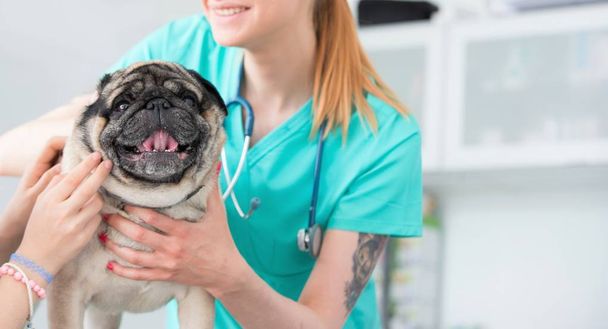 Young veterinary doctor and girl stroking pug on table at hospit - Foto, imagen