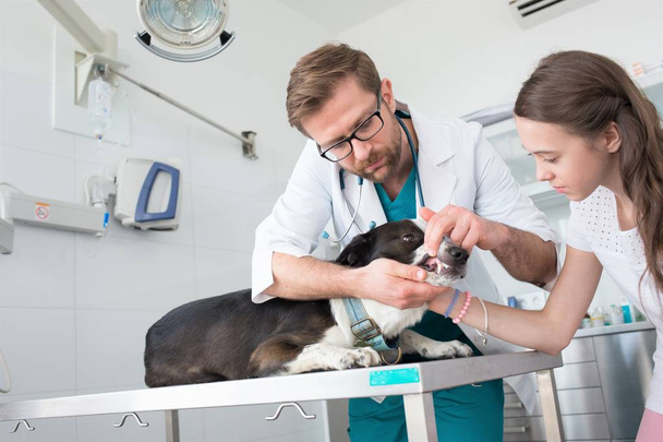 Doctor checking teeth of dog at veterinary clinic - Foto, afbeelding
