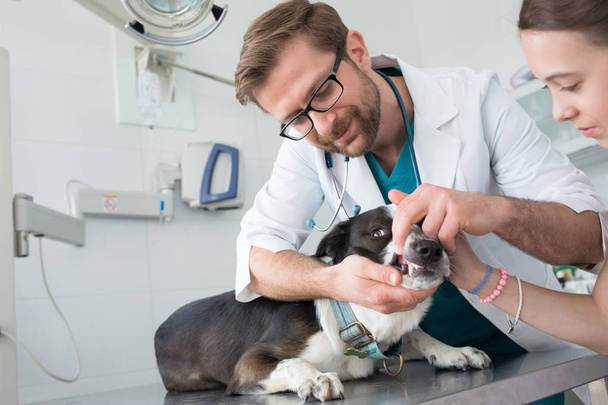 Doctor checking teeth of dog at veterinary clinic - Fotó, kép