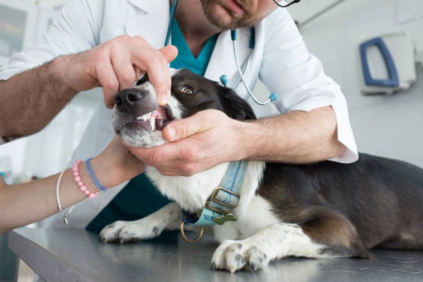 Doctor checking teeth of dog at veterinary clinic - Photo, Image