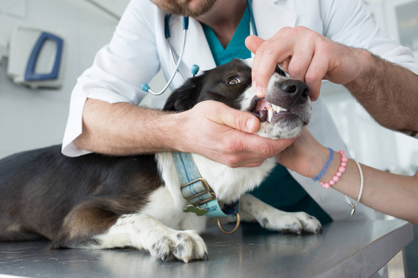 Doctor checking teeth of dog at veterinary clinic - Фото, зображення