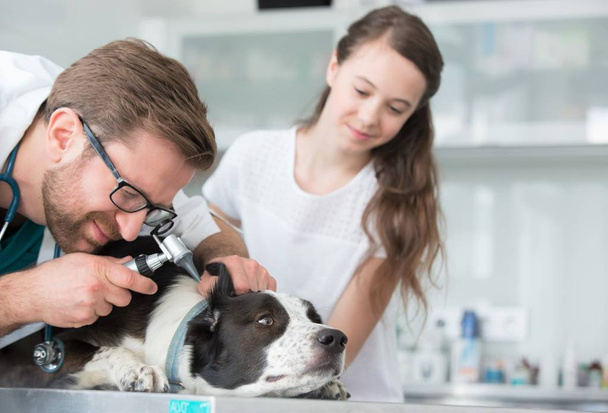 Girl looking at veterinary doctor examining dog's ear through ot - Foto, imagen