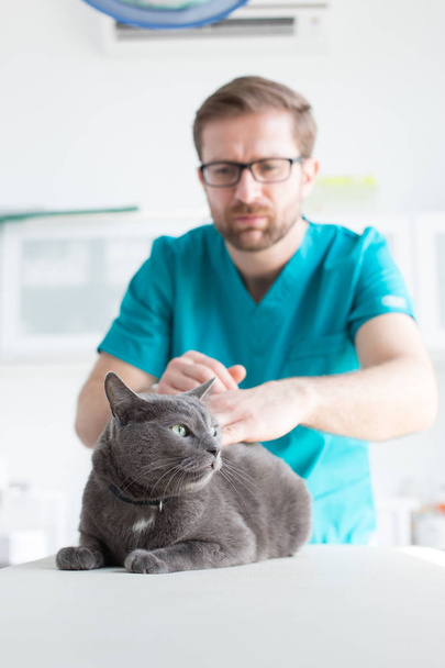 Veterinary doctor examining Russian Blue cat at clinic - Foto, afbeelding