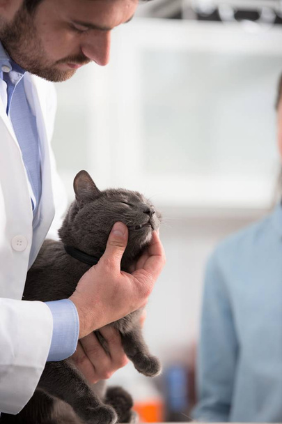 Doctor and owner examining Russian Blue cat's teeth on bed at ve - Photo, Image