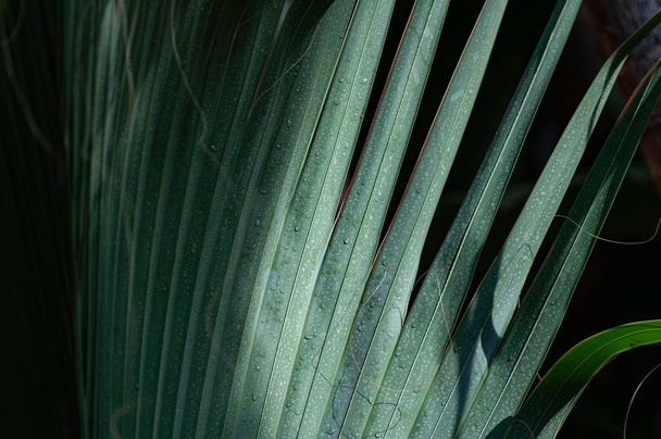 Пальмовий лист темно-зелений на темному фоні
 - Фото, зображення