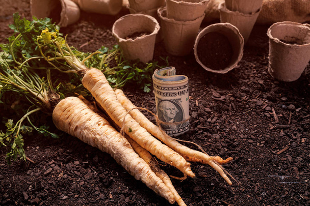 Making profit from organic parsley farming - Foto, imagen