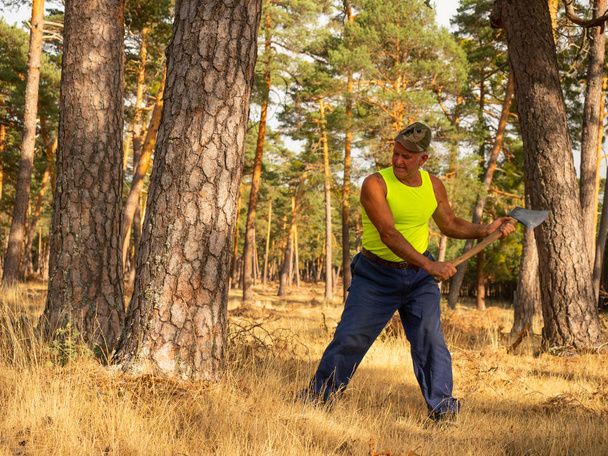 Lenhador focado com um machado cortando uma árvore. Para a floresta.
 - Foto, Imagem
