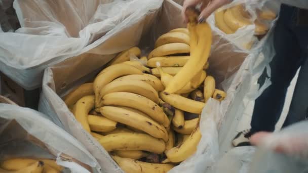 Het meisje pikt de bananen op in de markt. - Video