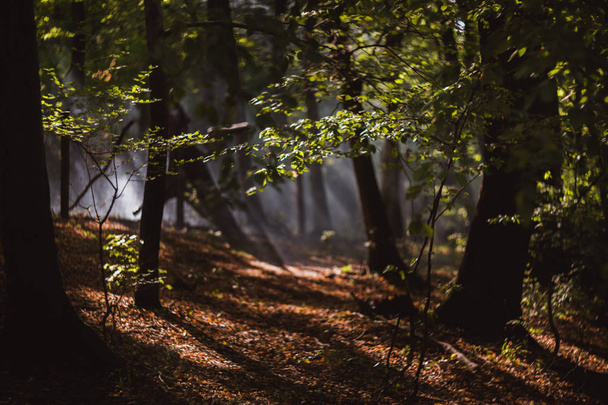 I raggi del sole si riversano attraverso gli alberi nella foresta nebbiosa
 - Foto, immagini