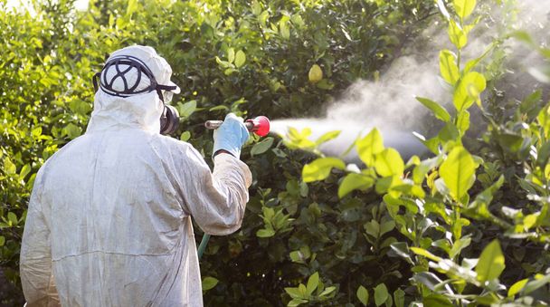 Munkás fumigating ültetvénye citromfák Spanyolországban - Fotó, kép