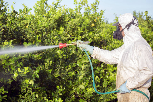 Εργαζόμενος υποκαπνίζω φυτεία λεμονιές στην Ισπανία - Φωτογραφία, εικόνα